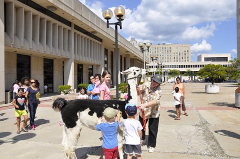 llamas at the library 4